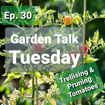 Ep. 30 - Trellising and Pruning Tomatoes