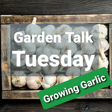 Ep. 40 - Growing Garlic