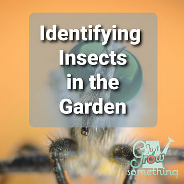 Ep. 55 - Identifying Insects in the Garden