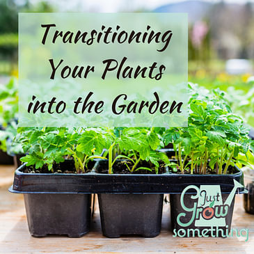 Ep. 91 -Transitioning Your Plants into Your Garden