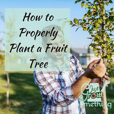 Ep. 104 - How to Properly Plant a Fruit Tree