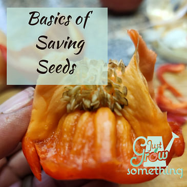 Ep. 108 - Basics of Saving Seeds