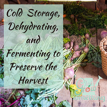 Ep. 113 – Dehydrating, Cold Storage, and Fermenting: More Ways to Store Your Harvest
