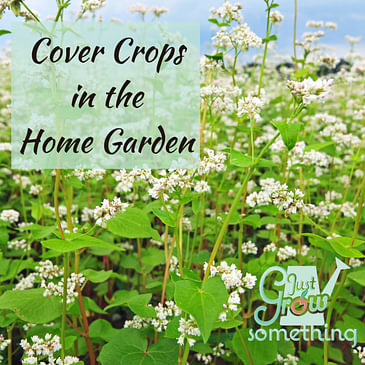 Ep. 118 - Cover Crops in the Home Garden