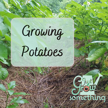 Ep. 135 - Growing Potatoes