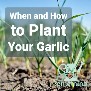 Ep. 67 - When and How to Plant Your Garlic, Plus Tips for Warmer Climates