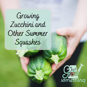Ep. 146 - Growing Zucchini and other Summer Squashes