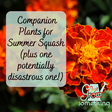 Best Companion Plants for Zucchini and One Potentially Disastrous One - Focal Point Friday