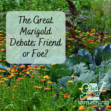 The Great Marigold Debate - Ep. 147