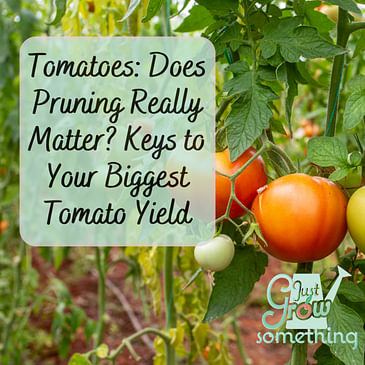 Tomatoes: To Prune or Not to Prune? Keys to Your Biggest Tomato Yield.