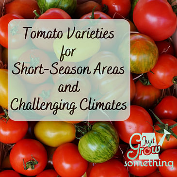 Tomato Varieties for Short-Season Areas and Challenging Climates - Ep. 148