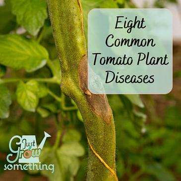 Eight Common Tomato Plant Diseases - Focal Point Friday