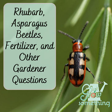 Rhubarb, Asparagus Beetles, Fertilizer, and Other Gardener Questions - Ep. 150