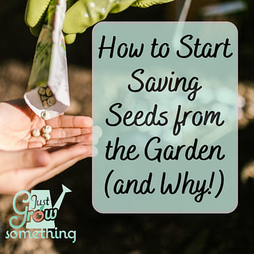 How to Start Saving Seeds From Your Garden (and Why) - Ep. 159