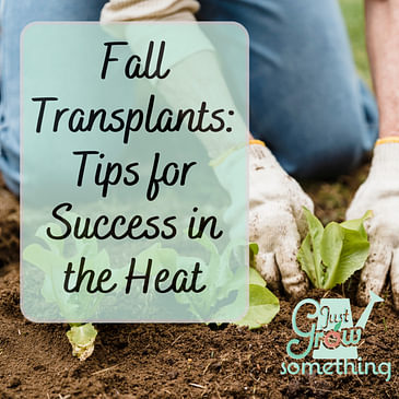 Fall Garden Transplants: Tips for Success in the Heat - Ep. 161
