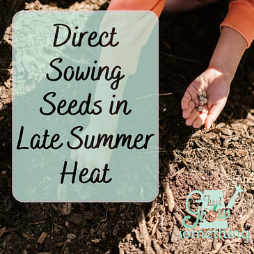 Direct Sowing Seeds in Late Summer Heat - Focal Point Friday