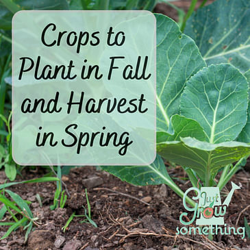 Crops to Plant in Fall and Harvest in Spring - Ep. 164