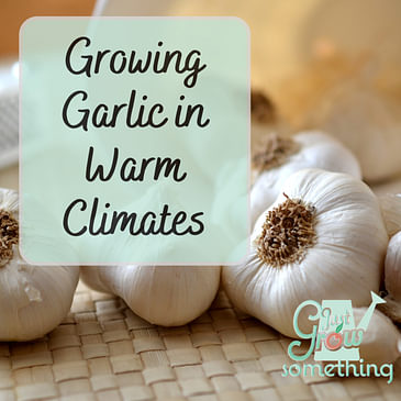 Growing Garlic in Warm Climates - Focal Point Friday