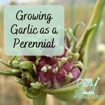 Growing Garlic as a Perennial - Ep. 168