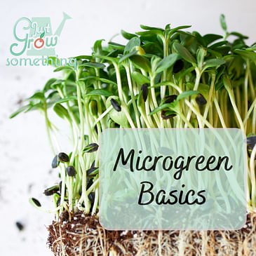 Microgreen Basics - Ep. 169