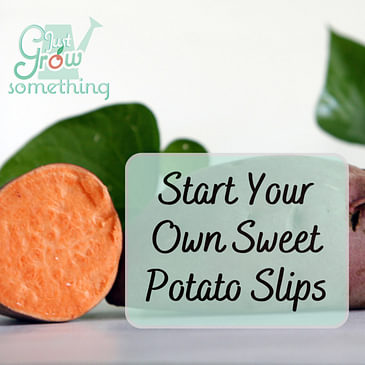 Starting Your Own Sweet Potato Slips - Ep. 171