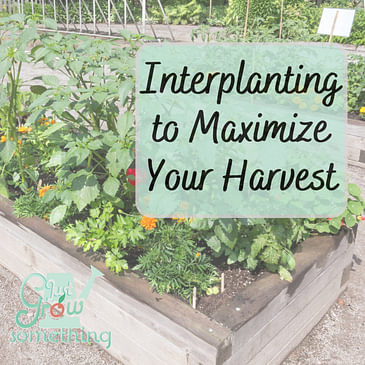 Interplanting to Maximize Your Harvest - Ep. 180