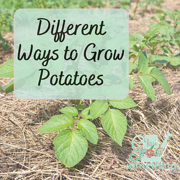 Different Ways to Grow Potatoes - Ep. 186