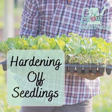 Hardening Off Seedlings Before Transplant - Ep. 190