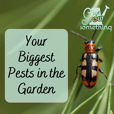 Your Biggest Pests in the Garden - Ep. 191