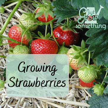 Growing Strawberries - Ep. 194