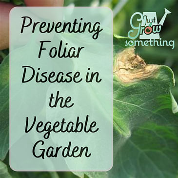 Preventing and Controlling Foliar Disease in the Garden - Ep. 195