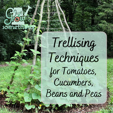 Trellising Techniques for Tomatoes, Cucumbers, Beans and Peas - Ep. 199
