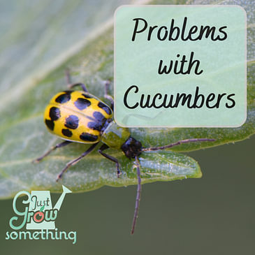 Problems with Cucumbers - Ep. 201