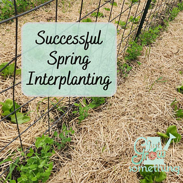 Spring Interplanting Strategies: What Worked, What Flopped, and Why - Ep. 254