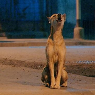 Jesse Alk explores Kolkata's mysterious native dogs in "Pariah Dog"