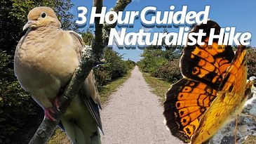 Naturalist Guided Hike on Rail Trail, Ontario Canada | At Nature's Pace: Summer's Ebb Hike 1 4K60FPS