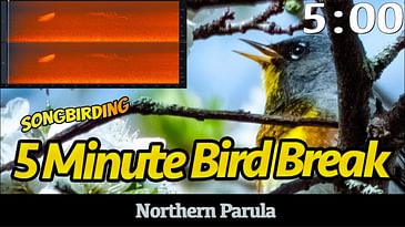 5 Minute Bird Break: Northern Parula | Birdsong with Timer