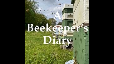 Episode 5: A listening meditation. Sounds from within the beehive.