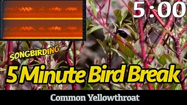 5 Minute Bird Break: Common Yellowthroat | Birdsong with Timer