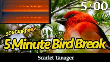 5 Minute Bird Break: Scarlet Tanager | Birdsong with Timer
