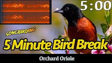 5 Minute Bird Break: Orchard Oriole | Birdsong with Timer