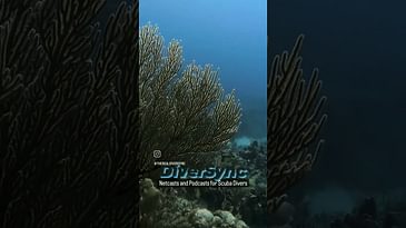 Scuba Divers descending down a reef wall #short