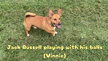 Jack Russell playing with his balls (Vinnie)