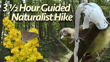 Naturalist Guided Hike in Southern Ontario Forest | At Nature's Pace: Summer's Ebb Hike 2 4K60FPS