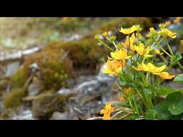 (Old video) #90 HOPELESSNESS - Relaxation Hypnosis for Stress, Anxiety & Panic Attacks