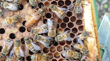 Two honeybee queen's side by side in same hive