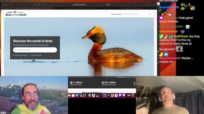 Western Birds & Birdsongs with CaliforniaBirbs | July 6, 2023 Livestream from twitch.tv/songbirder