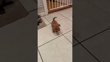 Baby Vinnie (April 2022)