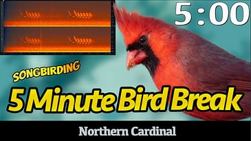 5 Minute Bird Break: Northern Cardinal | Birdsong with Timer