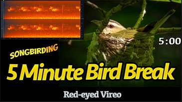 5 Minute Bird Break: Red-eyed Vireo | Birdsong with Timer